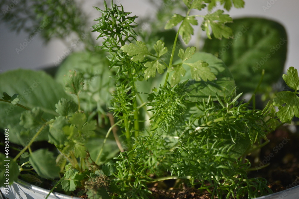 fresh herbs in a metal pot fresh harvest fresh herbs in a metal pot fresh harvest