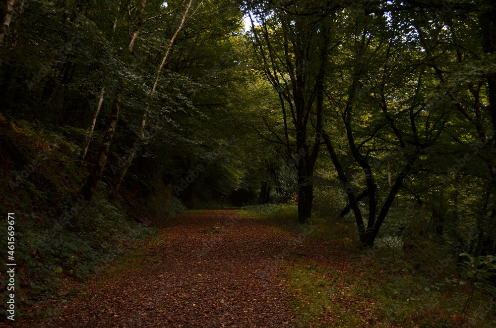 Naklejka premium automne