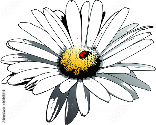 Beautiful isolated pop art or grunge style vector illustration of a white daisy flower with textures and shadows, and a cute ladybug resting on the center