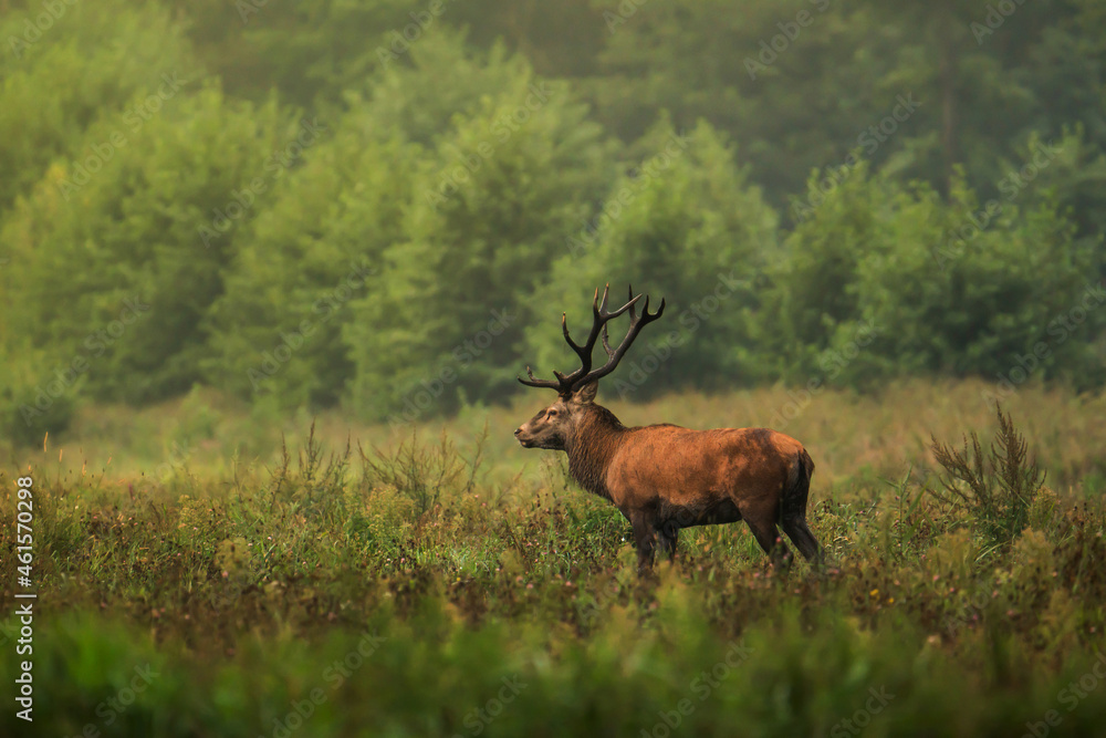 Obraz premium Horned red deer