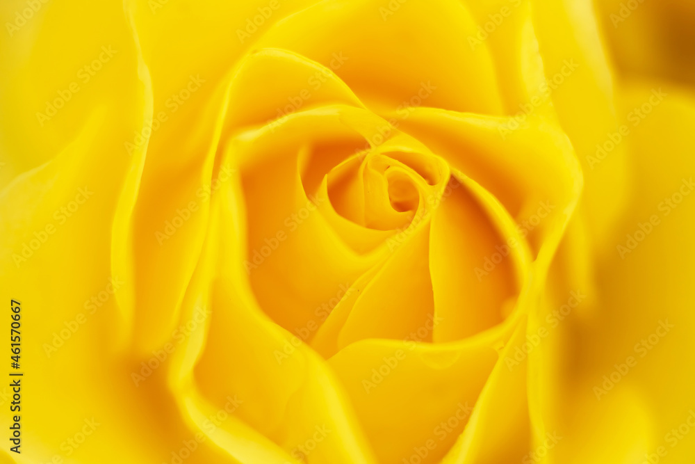 Yellow rose petals in macrophotography. Background as wallpaper. For joy and happiness. Yellow rose petals in macrophotography. Background as wallpaper. For joy and happiness.
