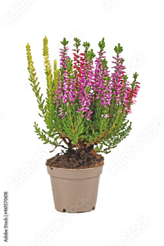 Multi colored Calluna Vulgaris heather plant in flower pot on white background