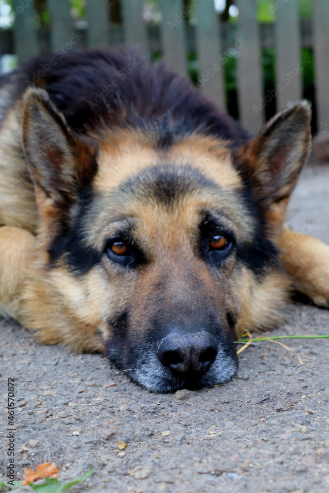 german shepherd dog german shepherd dog