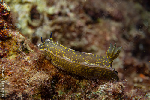 Variable Sternschnecke im ionischen Meer