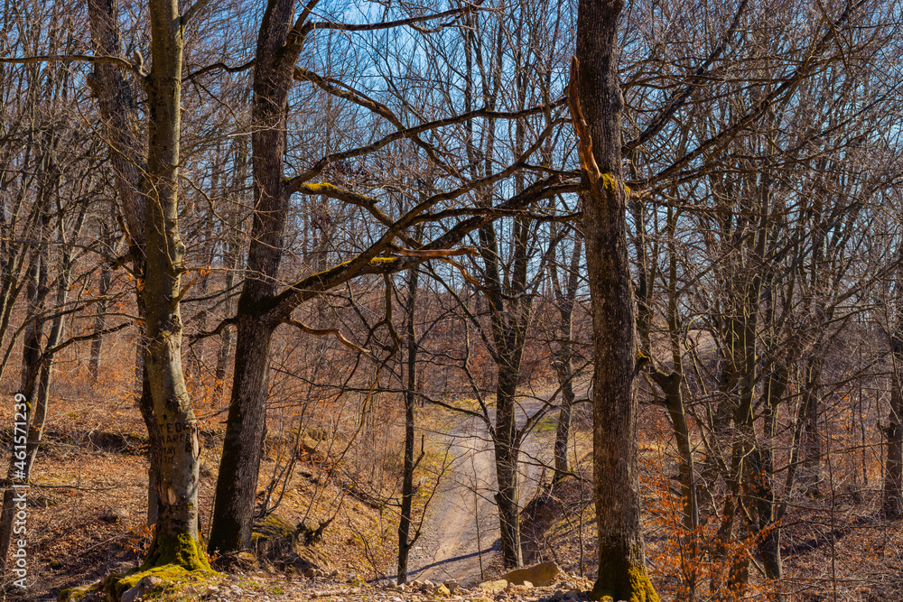 Road through the forest seen among the trees with moss on them, shining from the sun shining brightly on the blue sky.