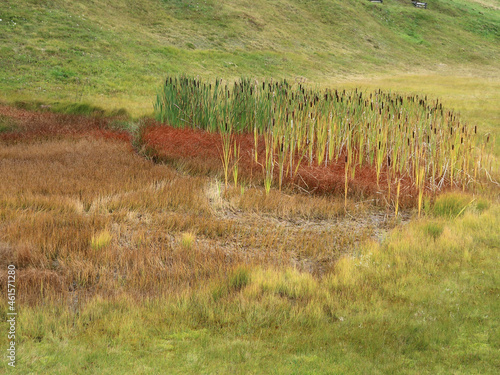 Feuchtgebiet mit Rohrkolben - bog with reed mace - Typha latifolia