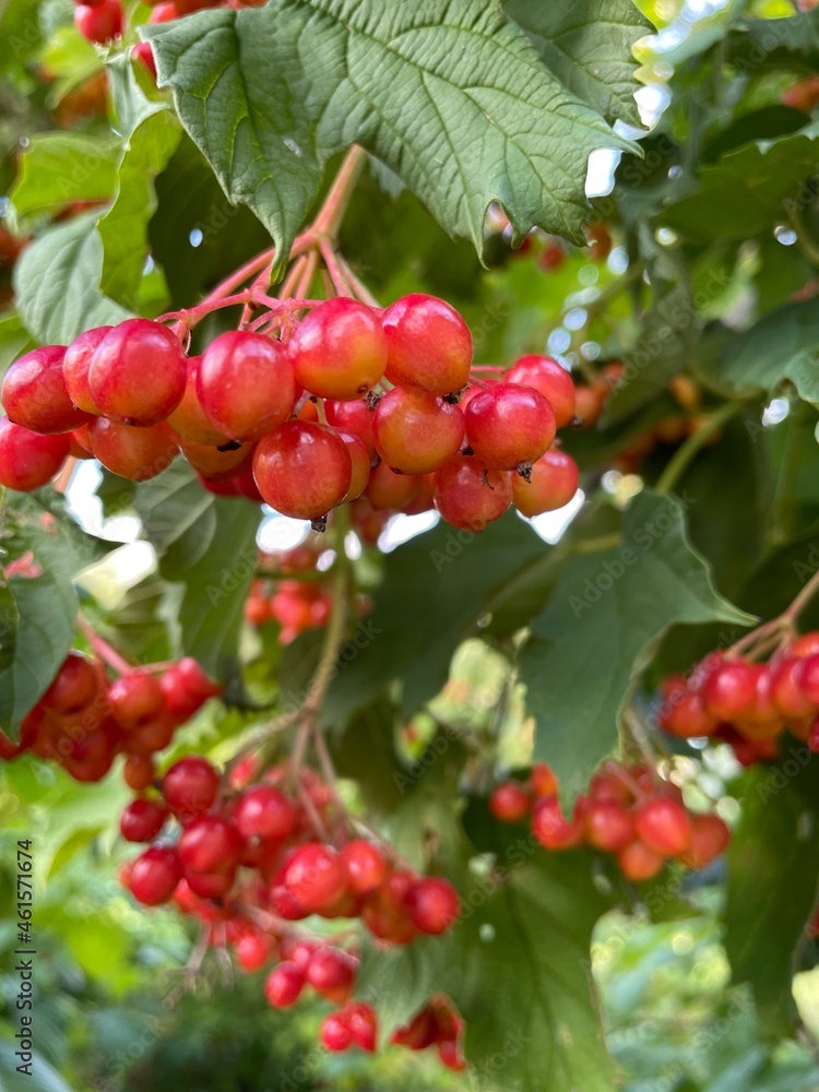 red currant bush red currant bush