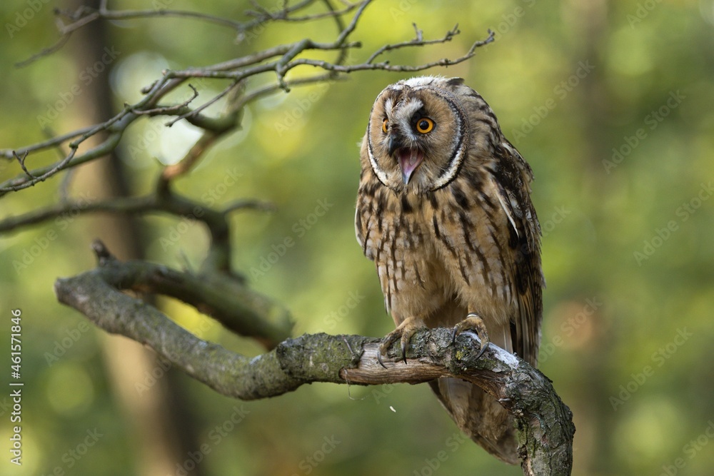 great owl great owl