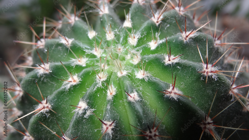 Close-up of a dusty home gardening decorative spiky green cactus. Close-up of a dusty home gardening decorative spiky green cactus.