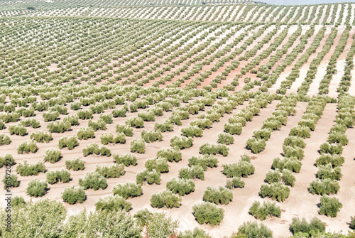 olivar, olivares, campo de olivos, paisaje de olivos