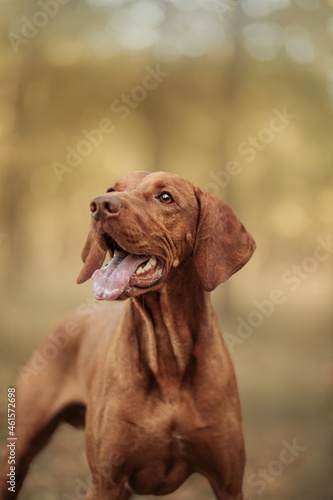 happy dog portrait autumn vizsla 
