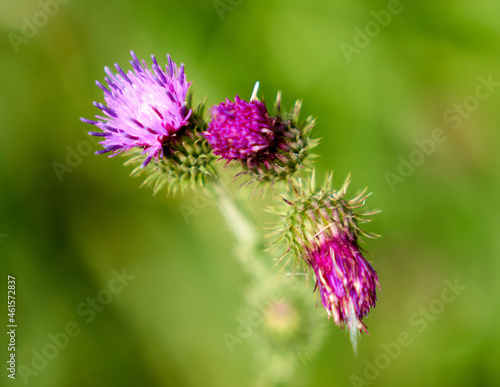 Canvas Print Purple Plumeless thistles on a blurred background