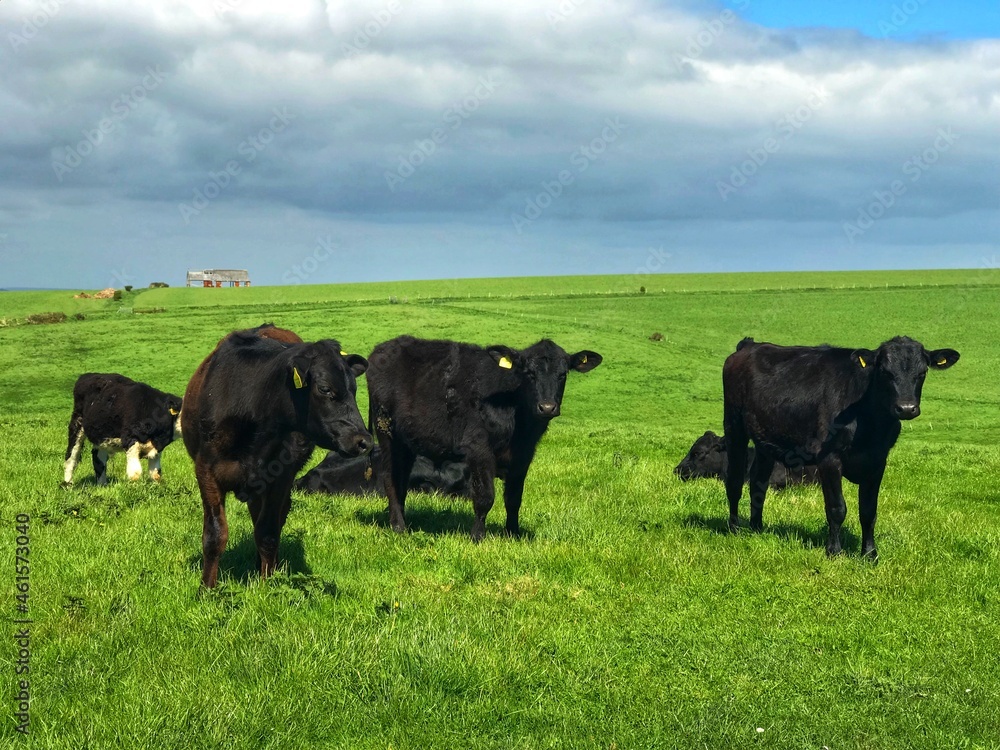 cows in the field cows in the field