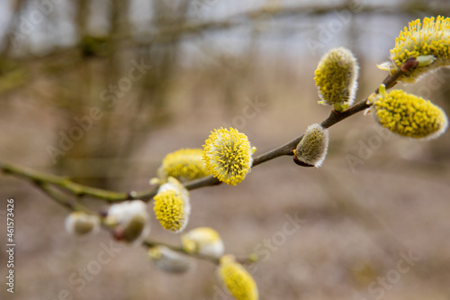 Blooming willow spring. The church holiday is Palm Sunday. © Studiomiracle