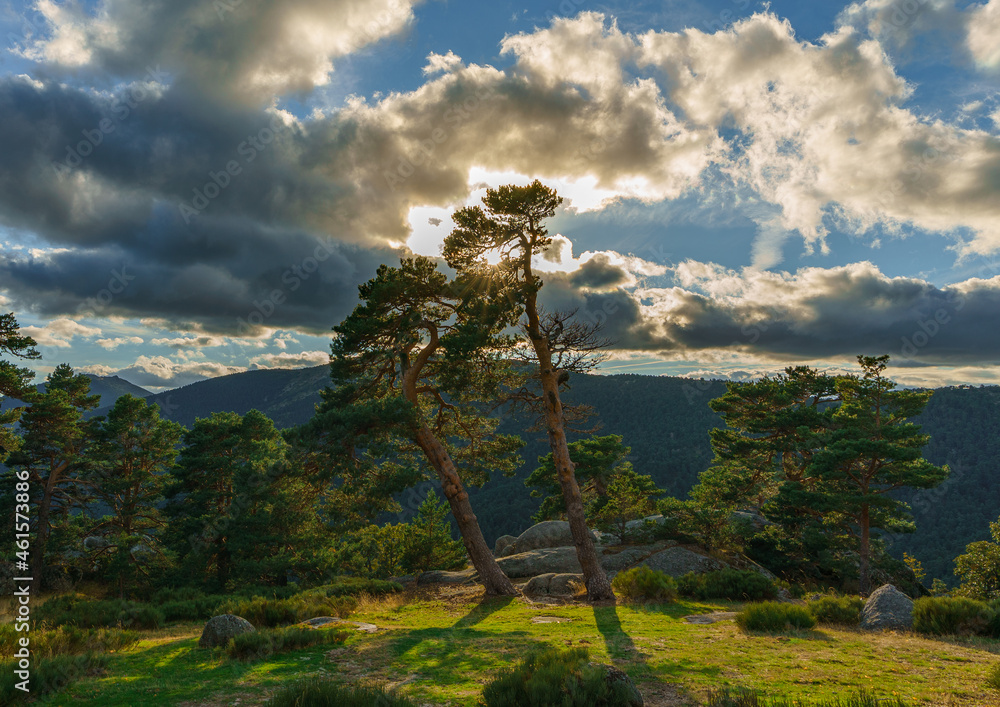 Obraz premium tree on a hill