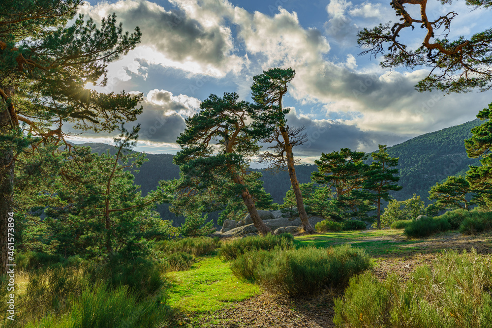 Obraz premium Bosque mágico 