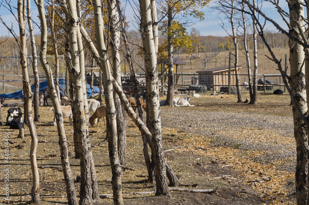 Goats with Trees in an Enclosure Goats with Trees in an Enclosure