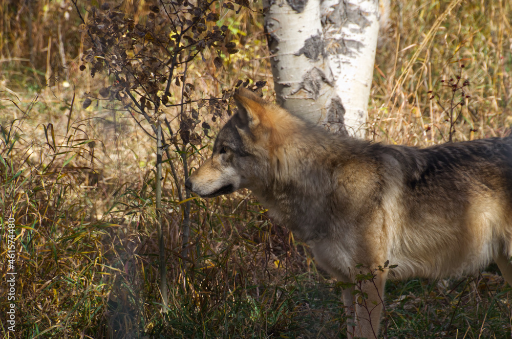 Fototapeta premium A High Content Wolfdog in an Enclosure