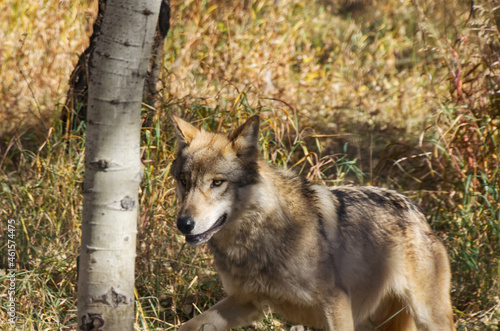 A High Content Wolfdog in an Enclosure