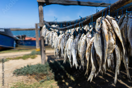 Bokkoms drying in the sun