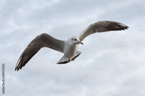Seagull - London