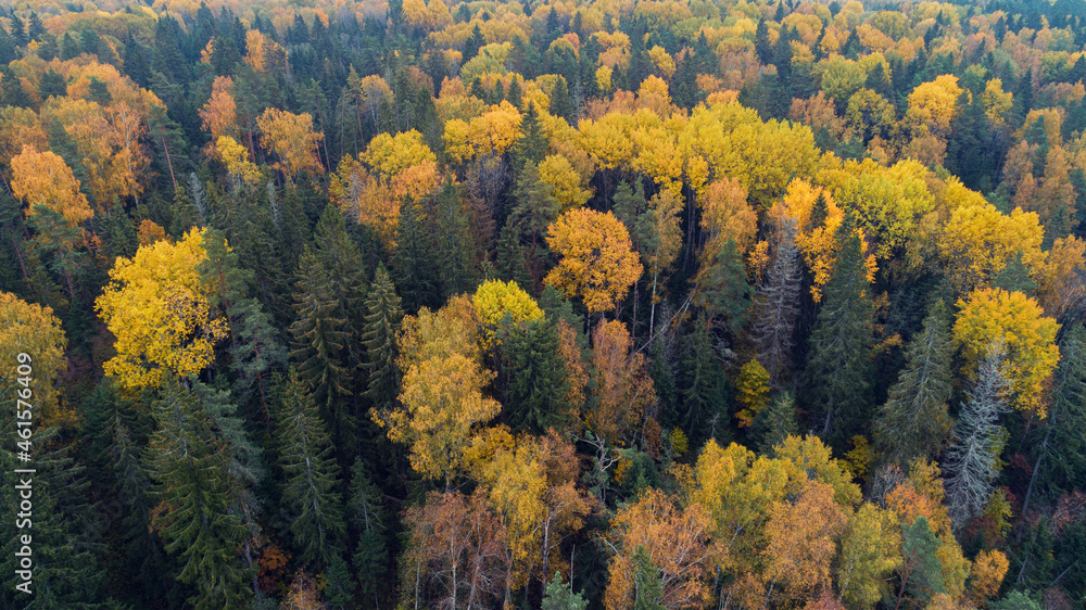 Autumn forest aerial drone view Autumn forest aerial drone view