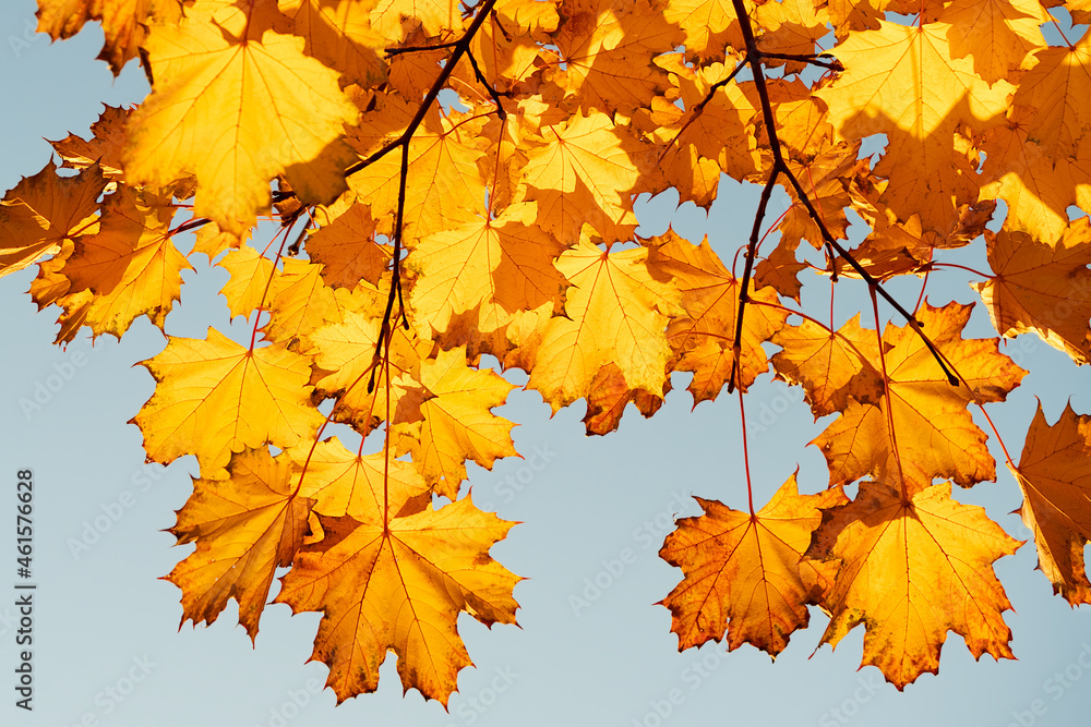 Fototapeta premium Autumn leaves with the blue sky background