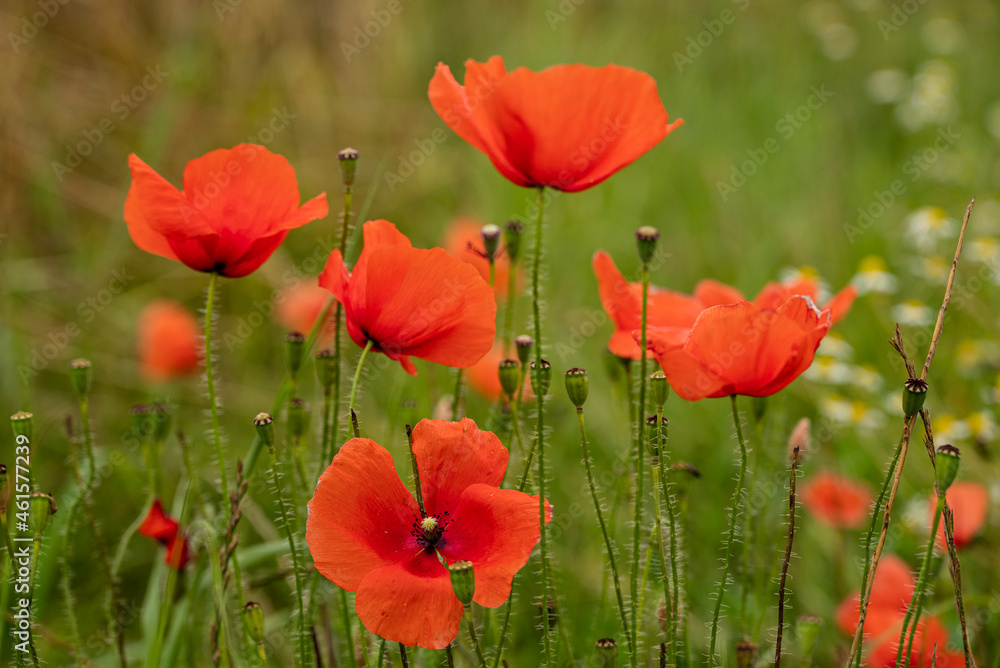 Fototapeta premium Close up of a bunch of beautiful red poppy flowers in full bloom, with blurry green grass in the background, Weserbergland, Germany