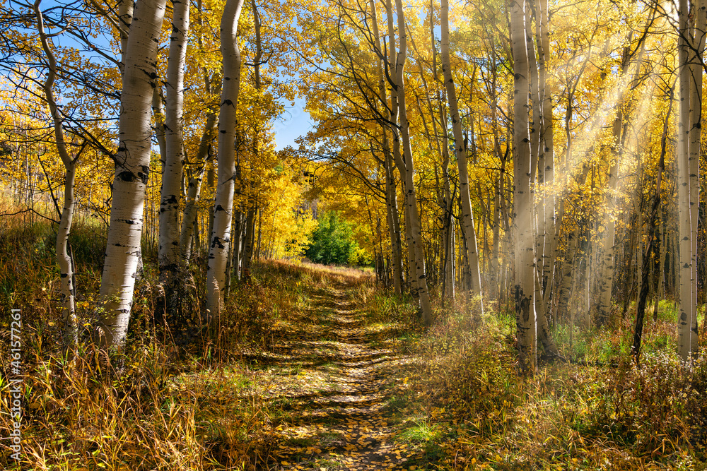 Fototapeta premium Autumn leaf color