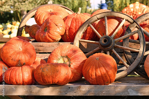 Large orange Halloween pumpkins next to old wooden cart wheel photo