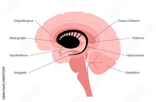 Basal ganglia anatomy