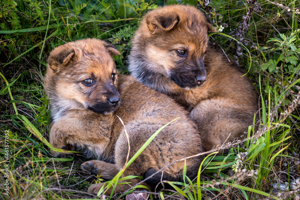 two homeless puppies dogs sit together in the grass two homeless puppies dogs sit together in the grass
