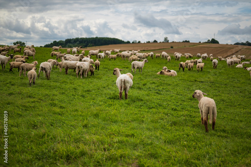 Scenic view of a sheep herd grazing on a green meadow under a dramatic cloudy sky, Extertal, Germany