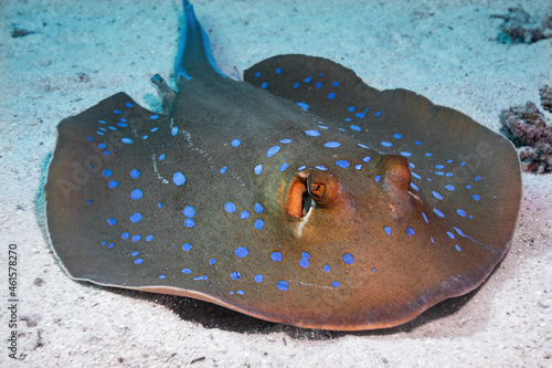 Tela Kuhl's blue spotted stingray on top of sand
