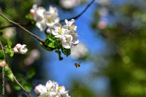Kwiaty kwitnącej jabłoni na tle rozmytych gałęzi i błękitu. Leci do kwiatów pszczoła © polmus