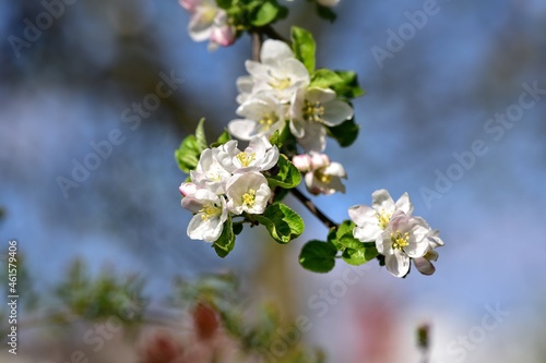 Gałązka kwitnącej jabłoni na tle błękitu © polmus