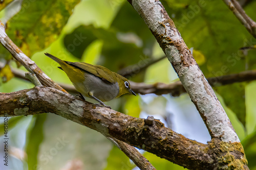 Nature wildlife image of Hume's White-eye bird standing on tree branches © alenthien