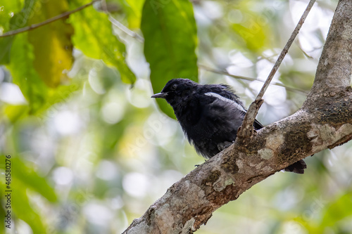 Nature wildlifd bird of Orintal Magpie-robin photo