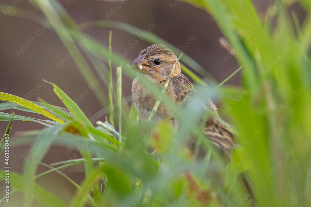 Nature wildlife image of Baya weaver bird standing on grass at paddy field Nature wildlife image of Baya weaver bird standing on grass at paddy field