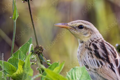 Close-up image of beautiful Striated Grass bird with nature background photo