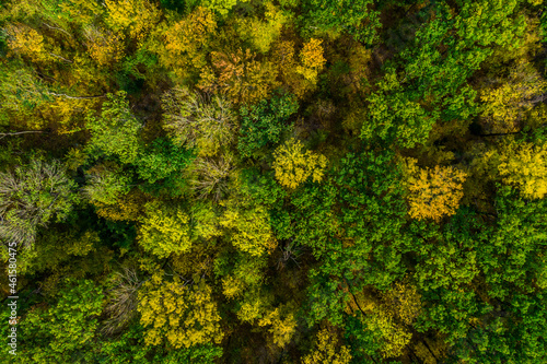 autumn forest. top view. yellow and green foliage on trees. autumn texture.drone shooting.