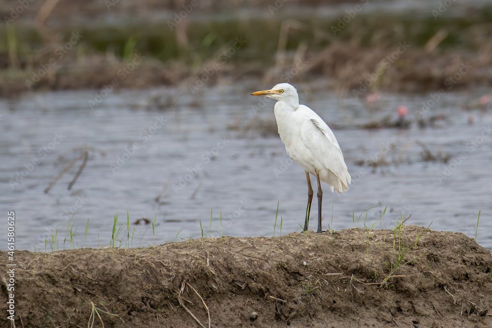 Nature wildlife image of cattle egret on paddy field Nature wildlife image of cattle egret on paddy field
