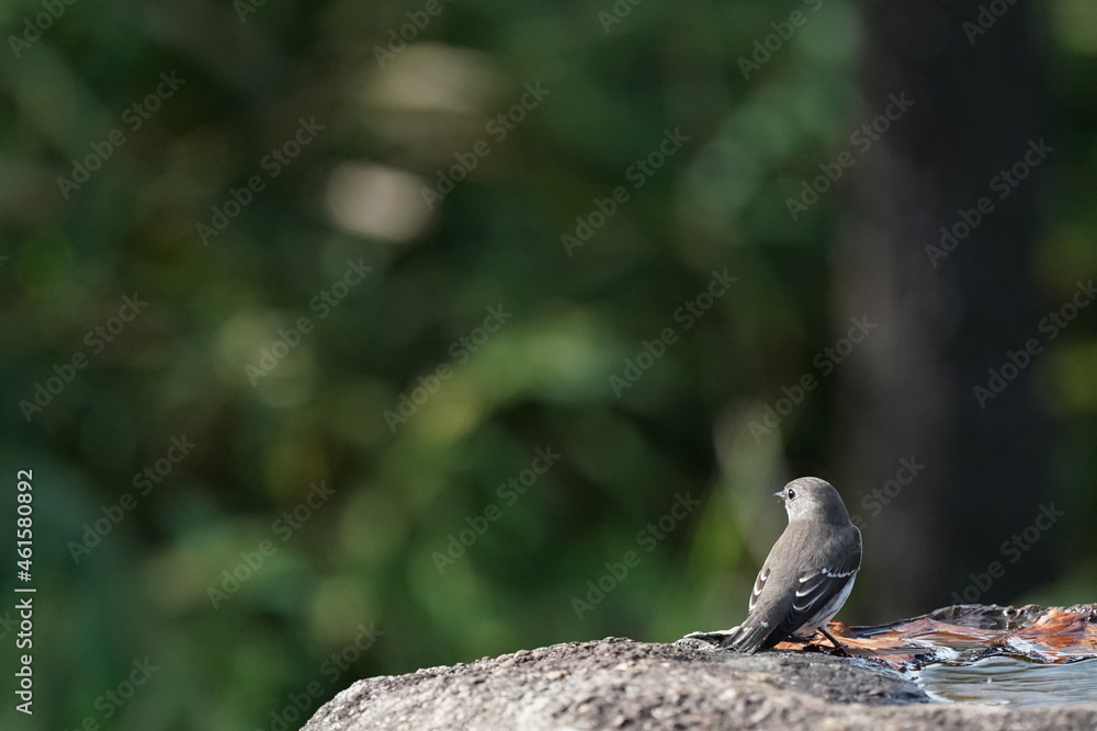 grey streaked flycatcher on the rock grey streaked flycatcher on the rock
