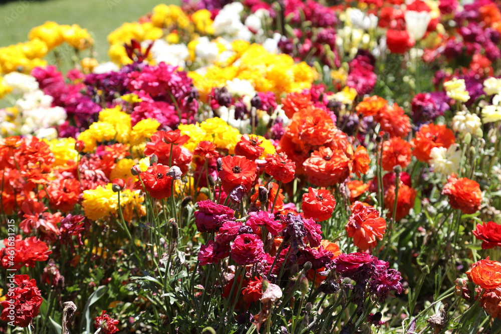 Beautiful brightly yellow, red, pink and white Ranunculi flowers in a garden setting Beautiful brightly yellow, red, pink and white Ranunculi flowers in a garden setting