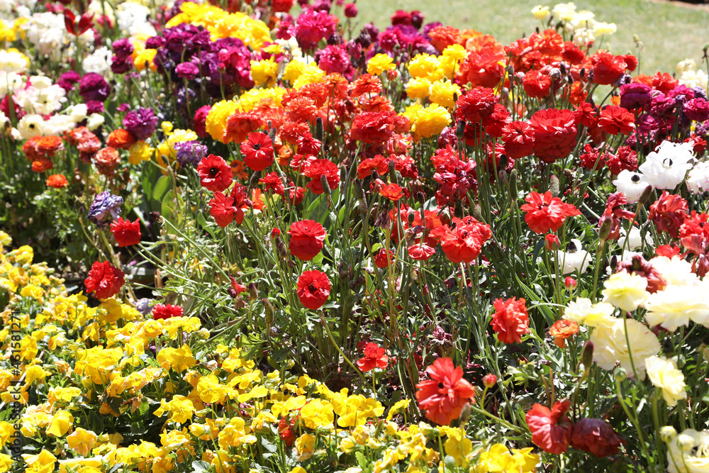 Beautiful brightly yellow, red, pink and white Ranunculi flowers in a garden setting