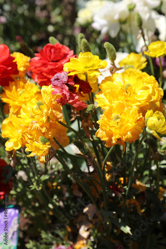 Fototapeta Naklejka Na Ścianę i Meble -  Beautiful brightly yellow, red, pink and white Ranunculi flowers in a garden setting