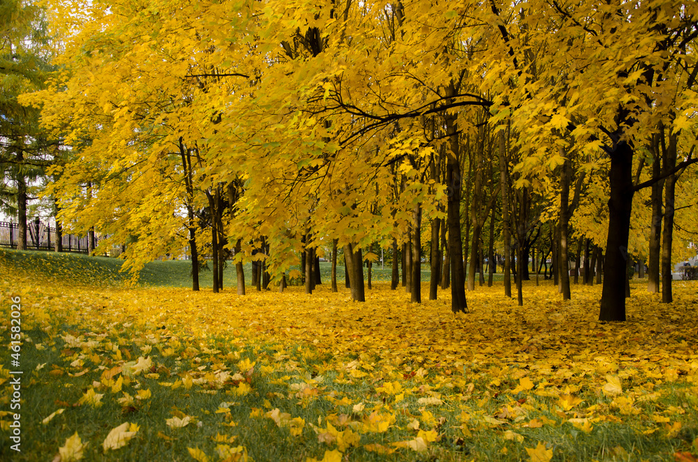 Trees with yellowed foliage in the park