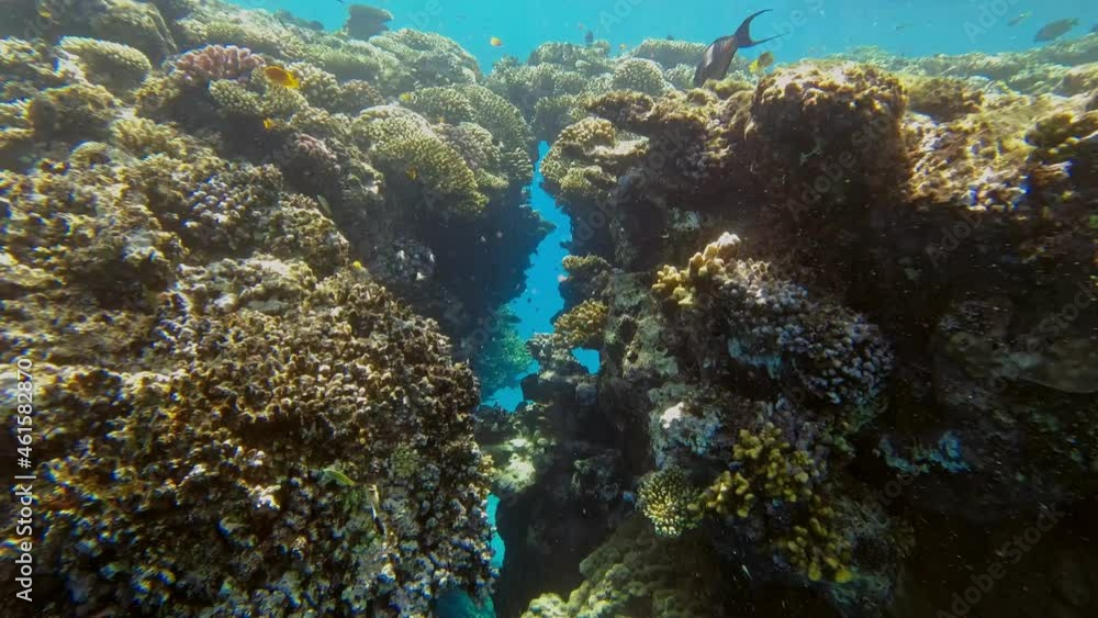 underwater coral reef. Underwater coral garden seascape with colorful exotic fish. Marine life. sea world. Underwater Tropical Fish and Coral Garden. underwater coral reef. Underwater coral garden seascape with colorful exotic fish. Marine life. sea world. Underwater Tropical Fish and Coral Garden.