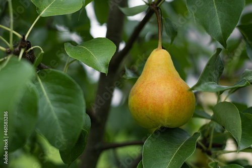 Ripe pear hanging on a tree branch