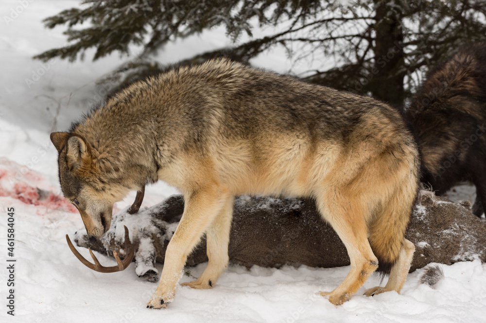 Fototapeta premium Grey Wolf (Canis lupus) Sniffs at Head of White-Tail Deer Carcass Black Packmate Behind Winter